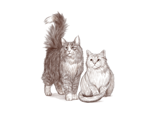 gatos-original-large.png
